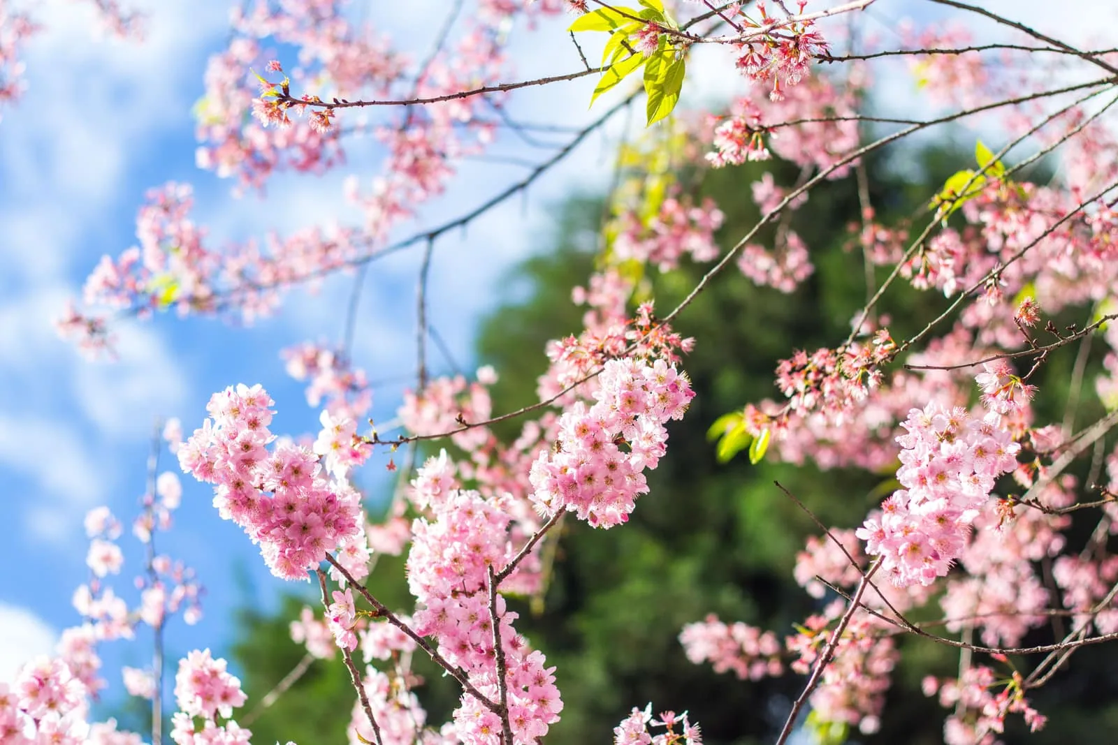 東京的櫻花季